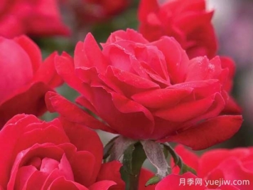 红色绝代佳人月季的优缺点是什么？