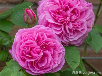 格特鲁德杰基尔月季的优缺点是什么？