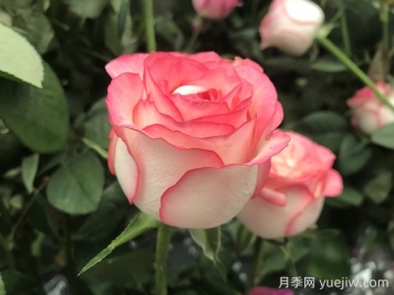 朱米莉亚月季的优缺点是什么？