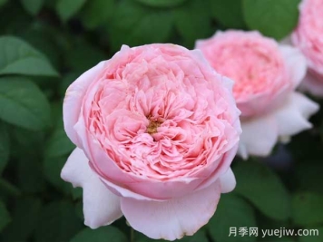 微醺月季的优缺点是什么？