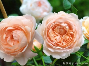 安布里奇月季的优缺点分析