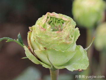 推荐6种绿色系月季品种，清新脱俗，难得一见
