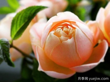 可爱粉底月季