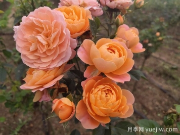 如何栽培适合初学者的月季花品种？