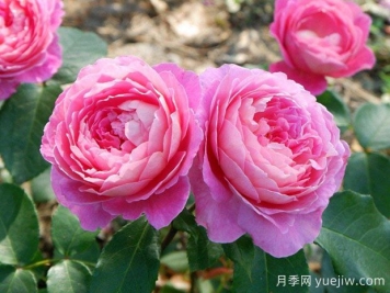 月季花：花中皇后的奥秘