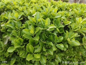 海桐与大叶黄杨，品赏观叶植物之美