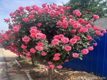 树木栽植时，土球上的包扎物需要解除吗？