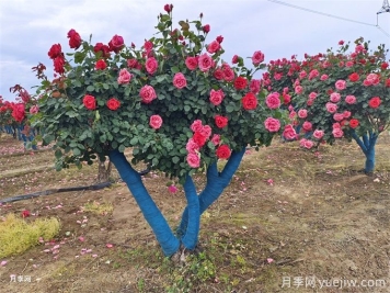移栽大树时透气管的类型和作用有哪些？
