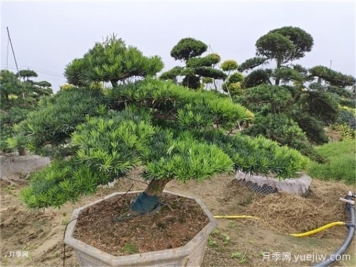 园林植物：罗汉松
