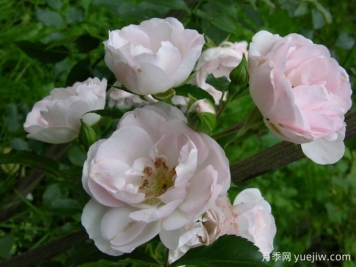 甜蜜玫迪兰月季/甜蜜美地兰