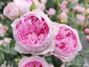 月季花前、花期、花后的施肥办法