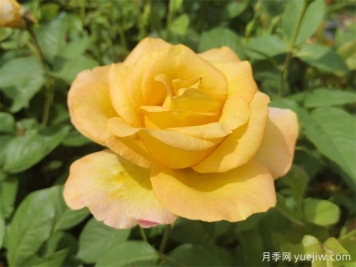 澳洲黄金月季
