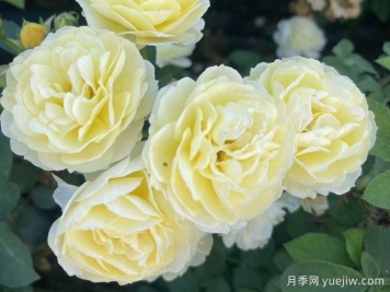 莺歌燕舞月季