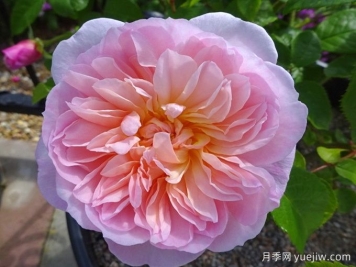 伊丽莎白月季