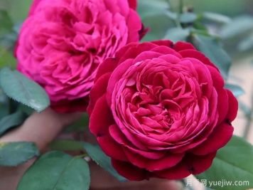 伊芙芳香花园月季/情迷芳香月季