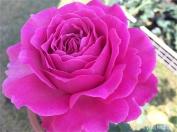 伊芙蓝宝石月季