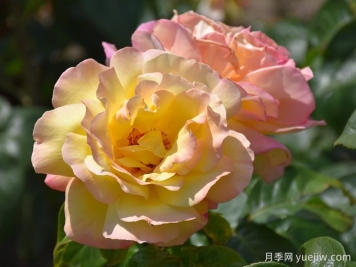 黄和平月季/和平月季
