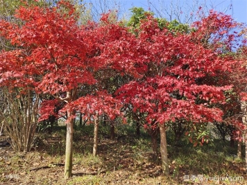 北方秋彩叶乔木精选