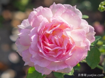 玉碗纱月季