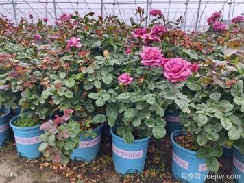 如何选择适合家里高度的绿植盆栽？