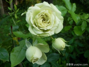可爱绿月季/迷人的绿色