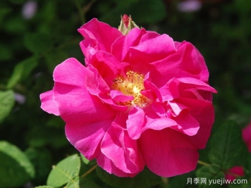 法国蔷薇月季/高卢红/药剂师玫瑰