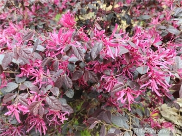 植物科普：红花檵木