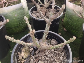 冬季花园植物如何过冬养护