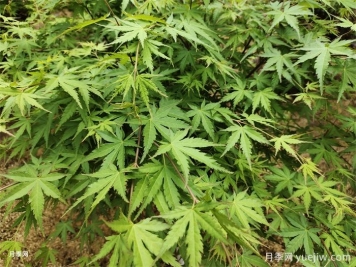 植物中的变色龙，鸡爪槭