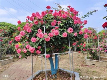月季界的新宠，树状月季养护注意事项