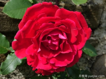布达议员月季