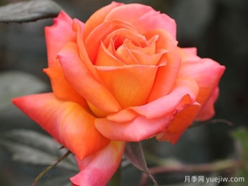 东方之子月季