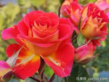 双鱼座阳台月季/双鱼座月季