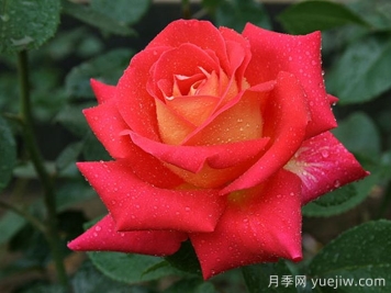 加里娃达月季
