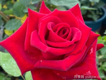 卡罗拉月季