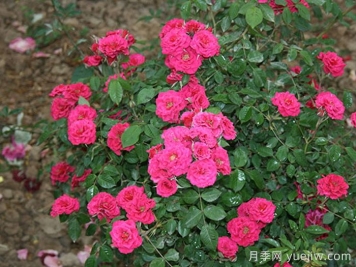 紫色时代月季/紫咲月季