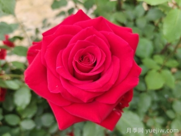 莎萨九零月季/萨莎90/莎莎90