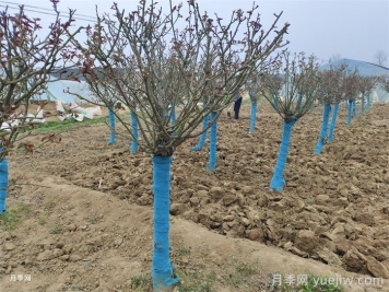 园林植物整形修剪的时期、实操步骤和技法运用