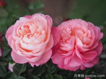彩笔浪漫月季/大卫霍克尼月季