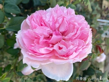 威基伍德月季/粉伍德月季