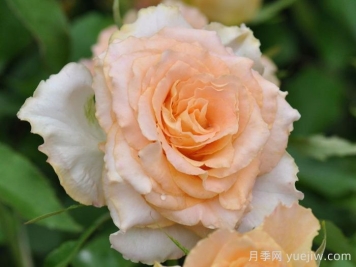 乌列天使神之焰月季/神之焰