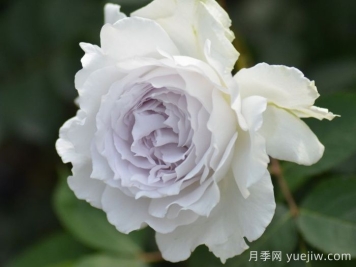 加百列大天使月季/加百列月季