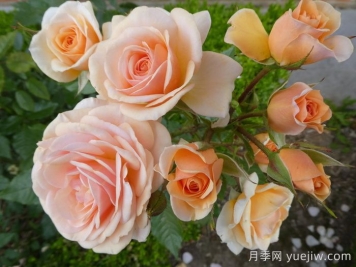 甜蜜月季/甜蜜蜜月季