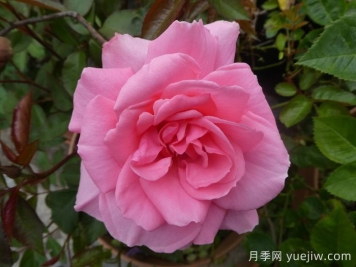 你真美丽月季/你好美/美丽的你