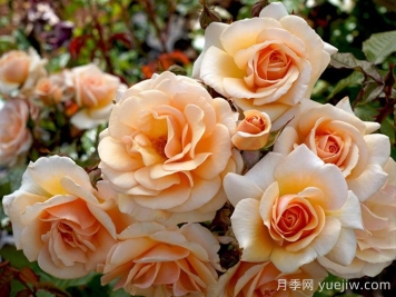 英国皇家园艺学会年度月季(RHS ROTY)