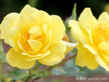 奥索易柠檬热情/柠檬乐趣
