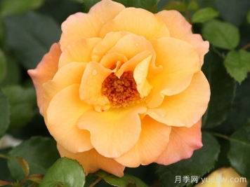 奥索易小姐月季