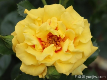 黄金眼睛月季/金眼睛月季