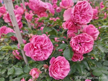 月季百科：粉色达芬奇月季