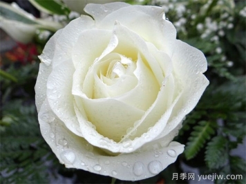银婚庆典月季